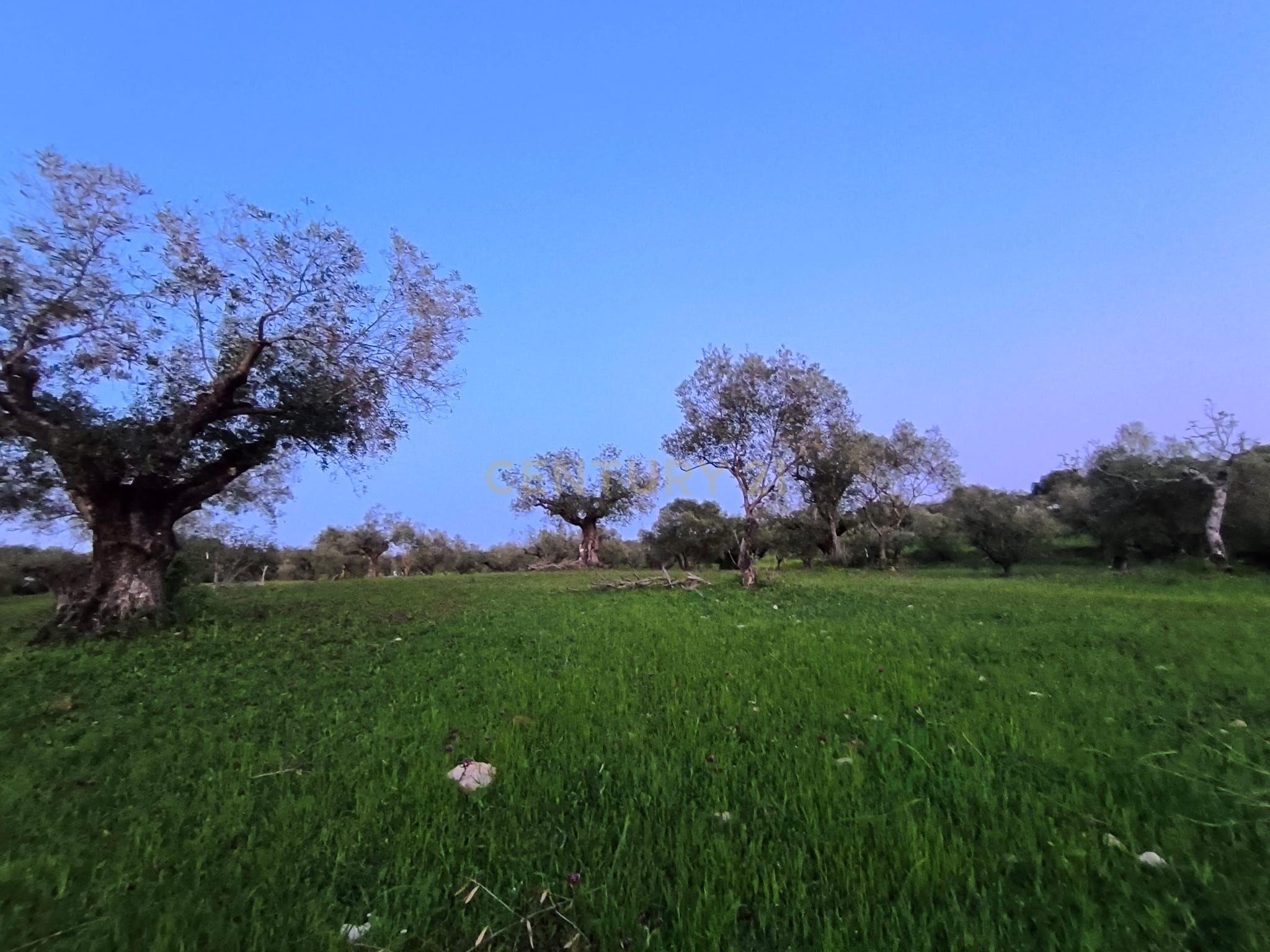 Fotografia 4 de Olival para Venda – Pedrógão, Torres Novas