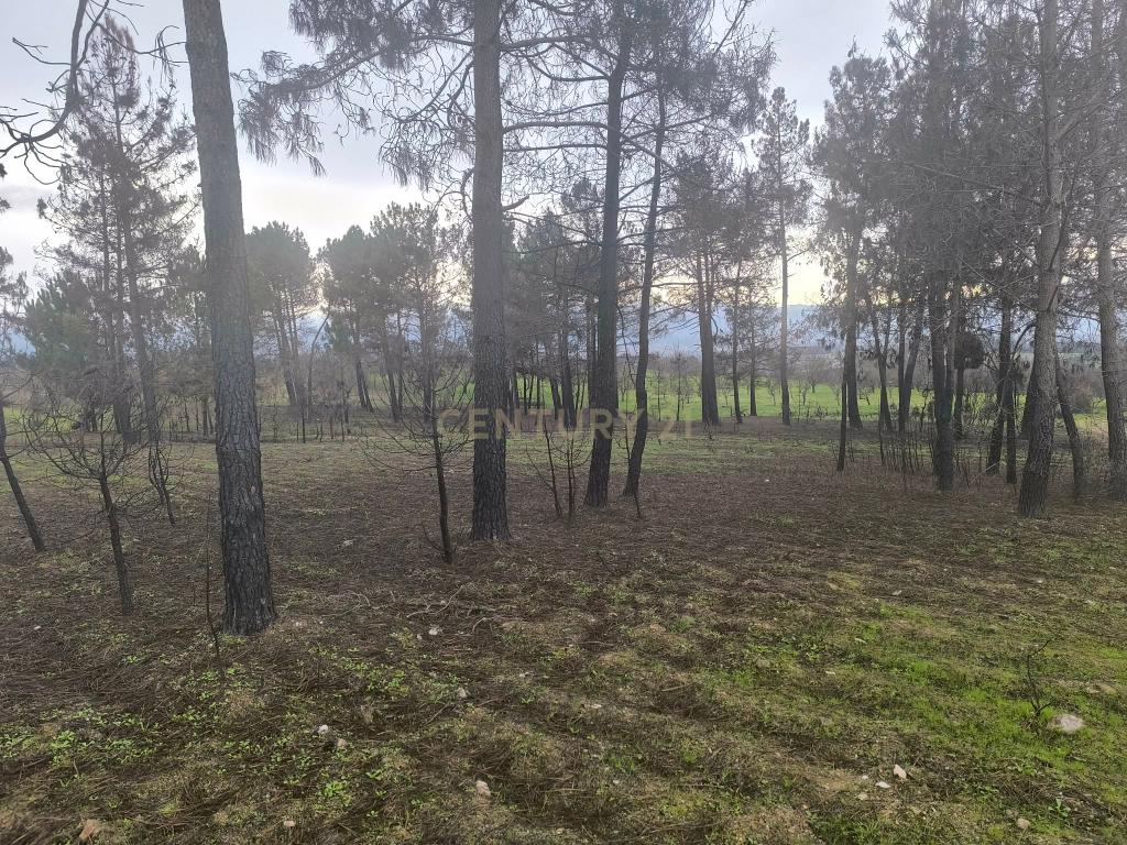 Terreno com vinha e poço - Perto da Zona Industrial de Chaves - Image 11