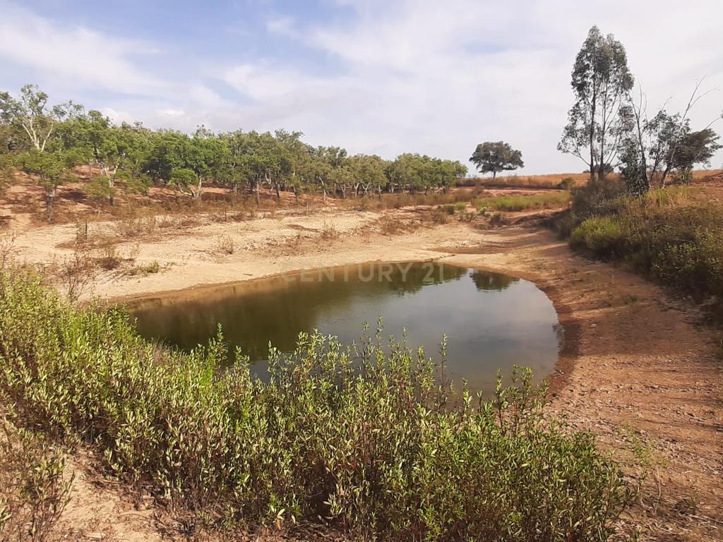 Terreno Rústico com Potencial Agrícola e de Lazer, Ourique, Beja - Image 4
