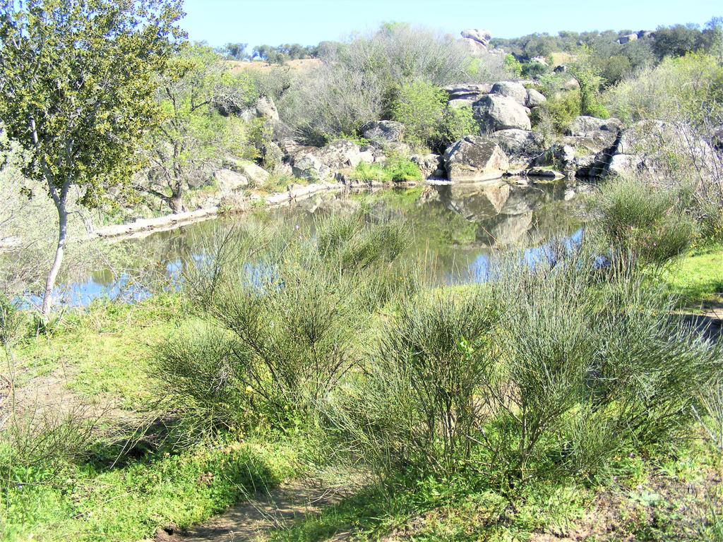 Quinta Típica Alentejana, Licença de Turismo Rural, Arrendamento, Arraiolos - Image 42