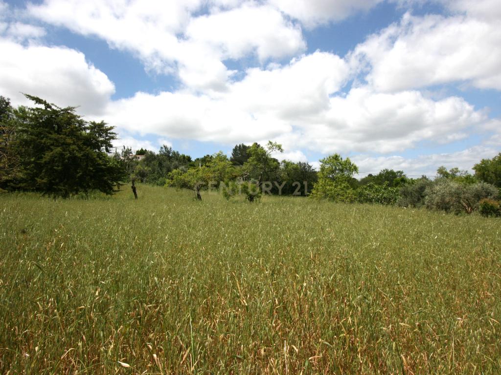 Propriedade de estilo tradicional T3+1, anexo e lote de 8080 m2 em Portela, São Bartolomeu de Messines - Image 33