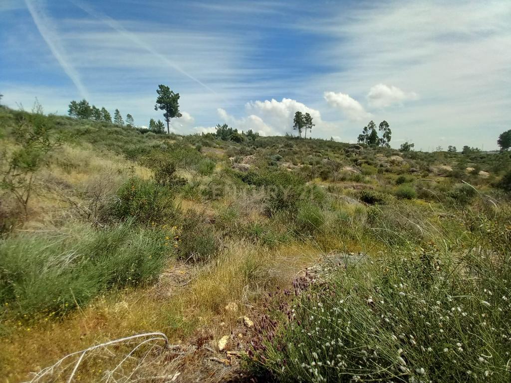 Terreno Rustico com 13300m2 Palvarinho-Salgueiro do Campo - Image 1