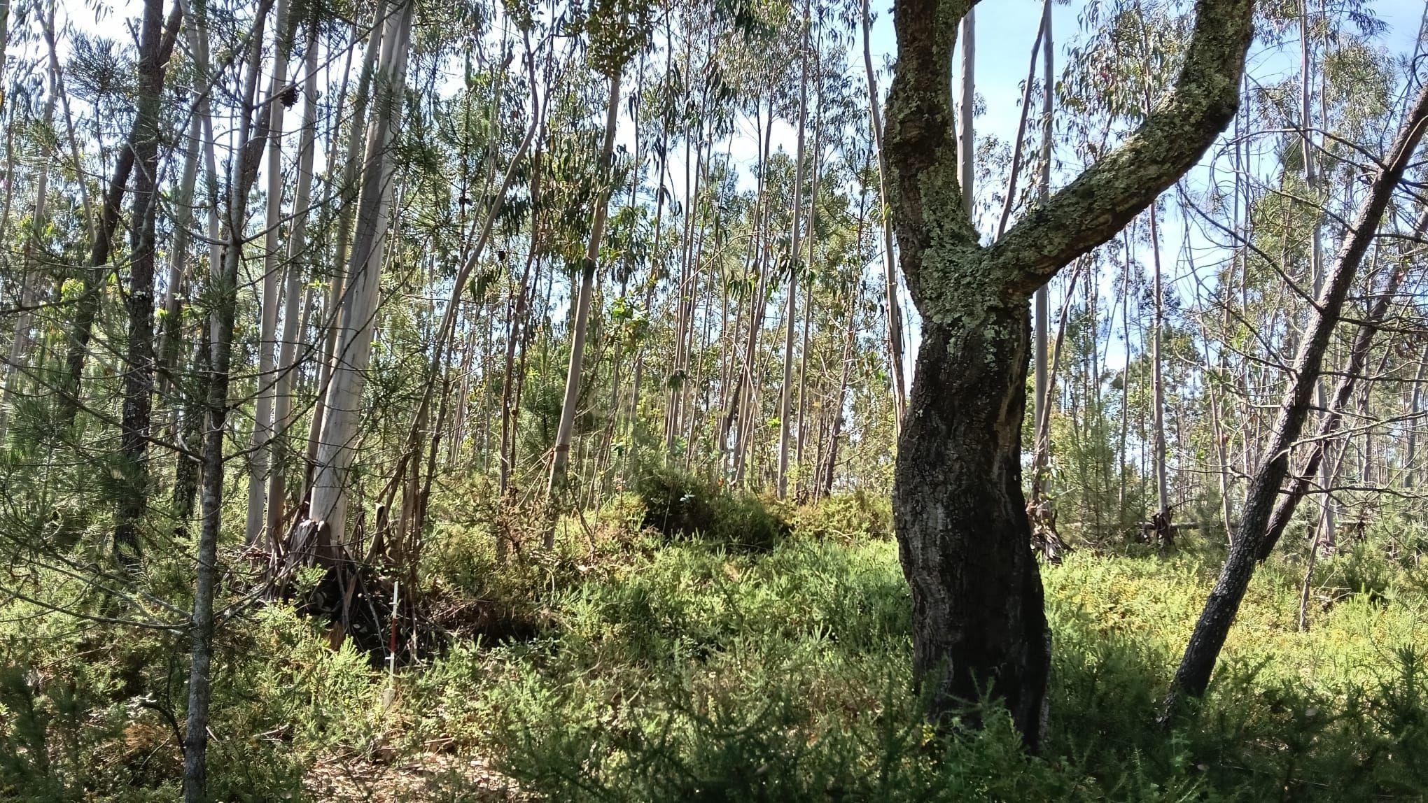 Fotografia 3 de Terreno Agroflorestal em Vila Cã, Pombal - 2575m² com Vista Montanha