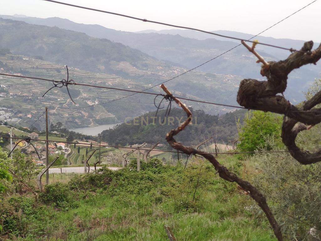Terreno com casinha e vista para o rio Douro, em S. Tomé de Covelas, Baião para projeto agrícola - Image 25
