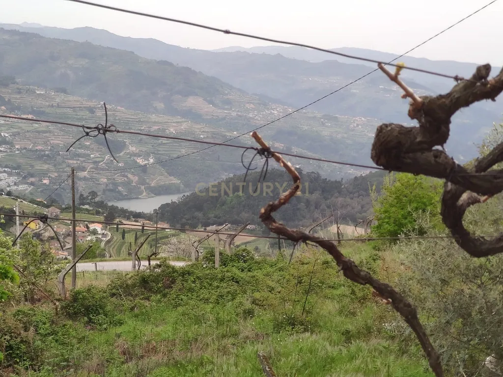 Terreno com casinha e vista para o rio Douro, em S. Tomé de Covelas, Baião para projeto agrícola - Image 25
