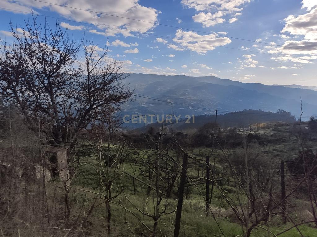 Terreno com casinha e vista para o rio Douro, em S. Tomé de Covelas, Baião para projeto agrícola - Image 76
