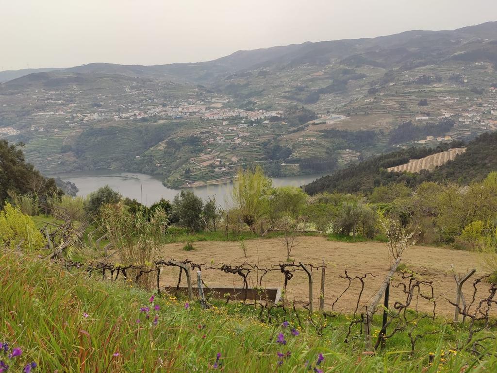 Terreno com casinha e vista para o rio Douro, em S. Tomé de Covelas, Baião para projeto agrícola - Image 47