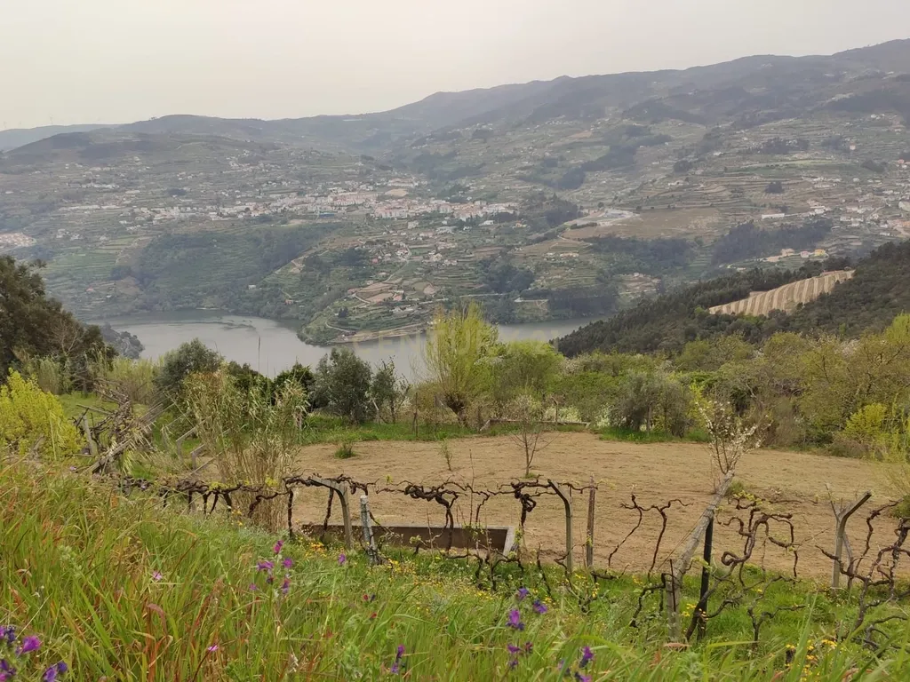 Terreno com casinha e vista para o rio Douro, em S. Tomé de Covelas, Baião para projeto agrícola - Image 47