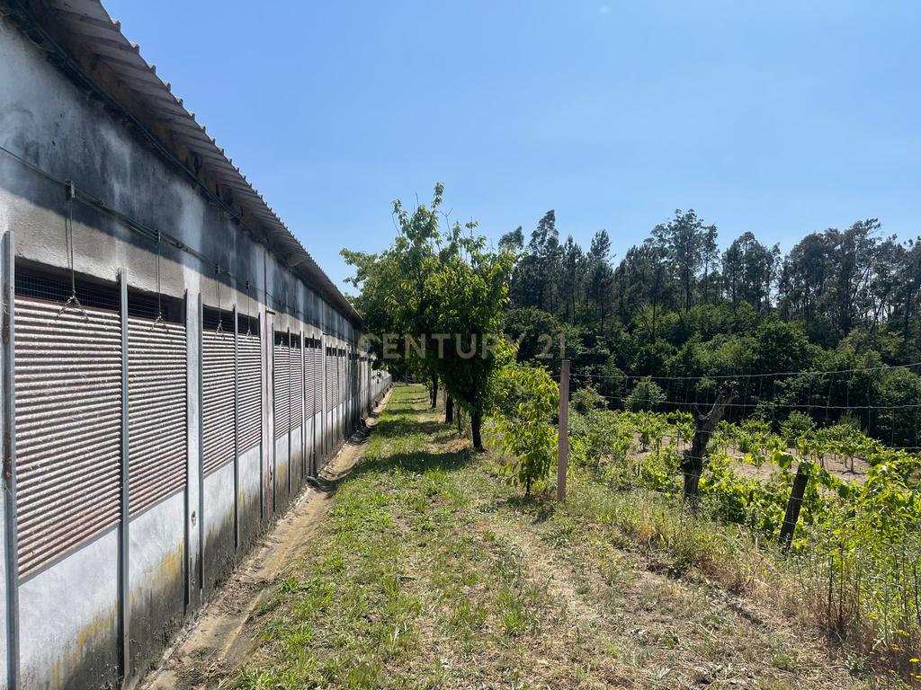 Terreno de 7.500 m² situado próximo ao lago, contendo uma casa a ser restaurada e um aviário automatizado altamente rentável. - Image 1