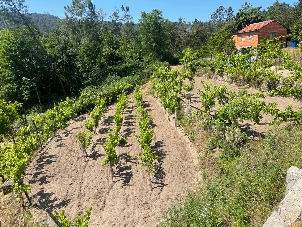 Terreno de 7.500 m² situado próximo ao lago, contendo uma casa a ser restaurada e um aviário automatizado altamente rentável. - Image 41