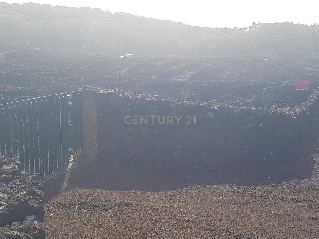Terreno com Vinha e Potencial Construtivo na Candelária - Image 6