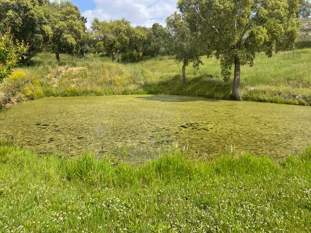 Terreno em Casal da Figueira, Martinchel - Image 36