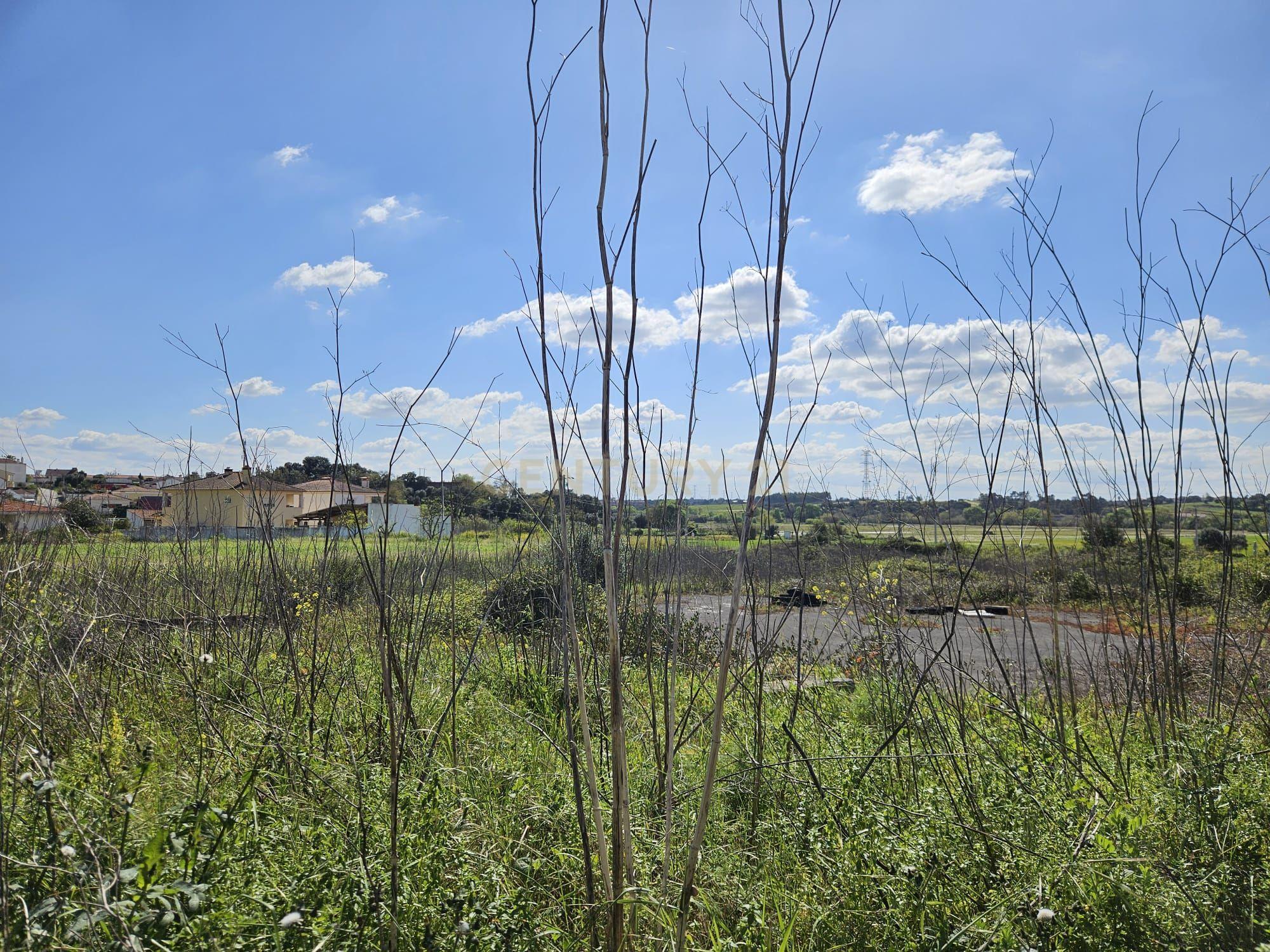 Terreno Agrícola nos Riachos - Image 6