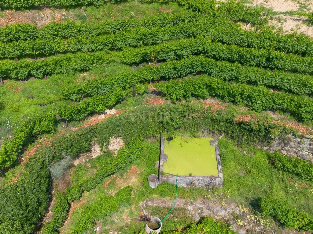 Quintinha com 2 casas em pedra para recuperar + 2 terrenos com vinhas-( 8.210m2 ) -Douro Vinhateiro! - Image 45