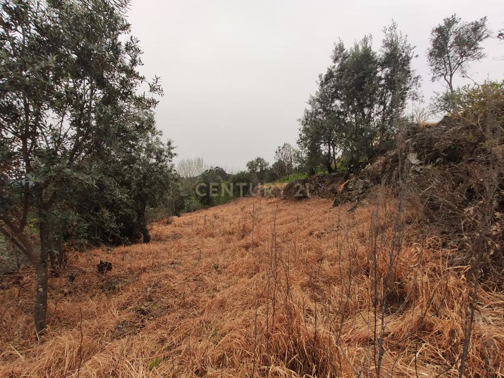 Terreno com casinha e vista para o rio Douro, em S. Tomé de Covelas, Baião para projeto agrícola - Image 33