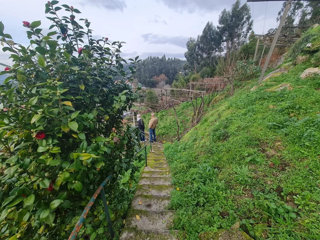 🏡 MORADIA TÉRREA, PENAFIEL, CAPELA 📍Apenas venda conjunta com referência C0188-01896, (Imóvel atualmente comercializado ao abrigo do Simplex) 📢 EXCELENTE OPORTUNIDADE PARA CRIAÇÃO DE PROJETO DE ALOJAMENTO LOCAL, TURISMO RURAL OU CASA DE FÉRIAS - Image 34