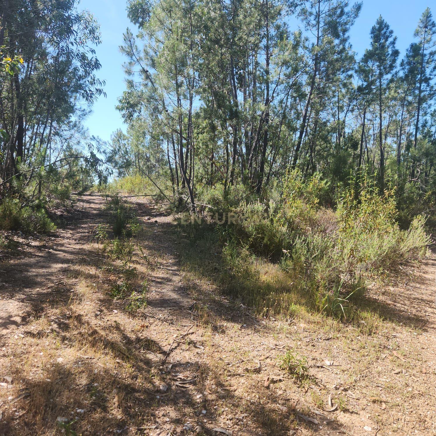 Fotografia 6 de Terreno Florestal 3,4ha - Barroca da Ferranha, Perais, Vila Velha de Ródão