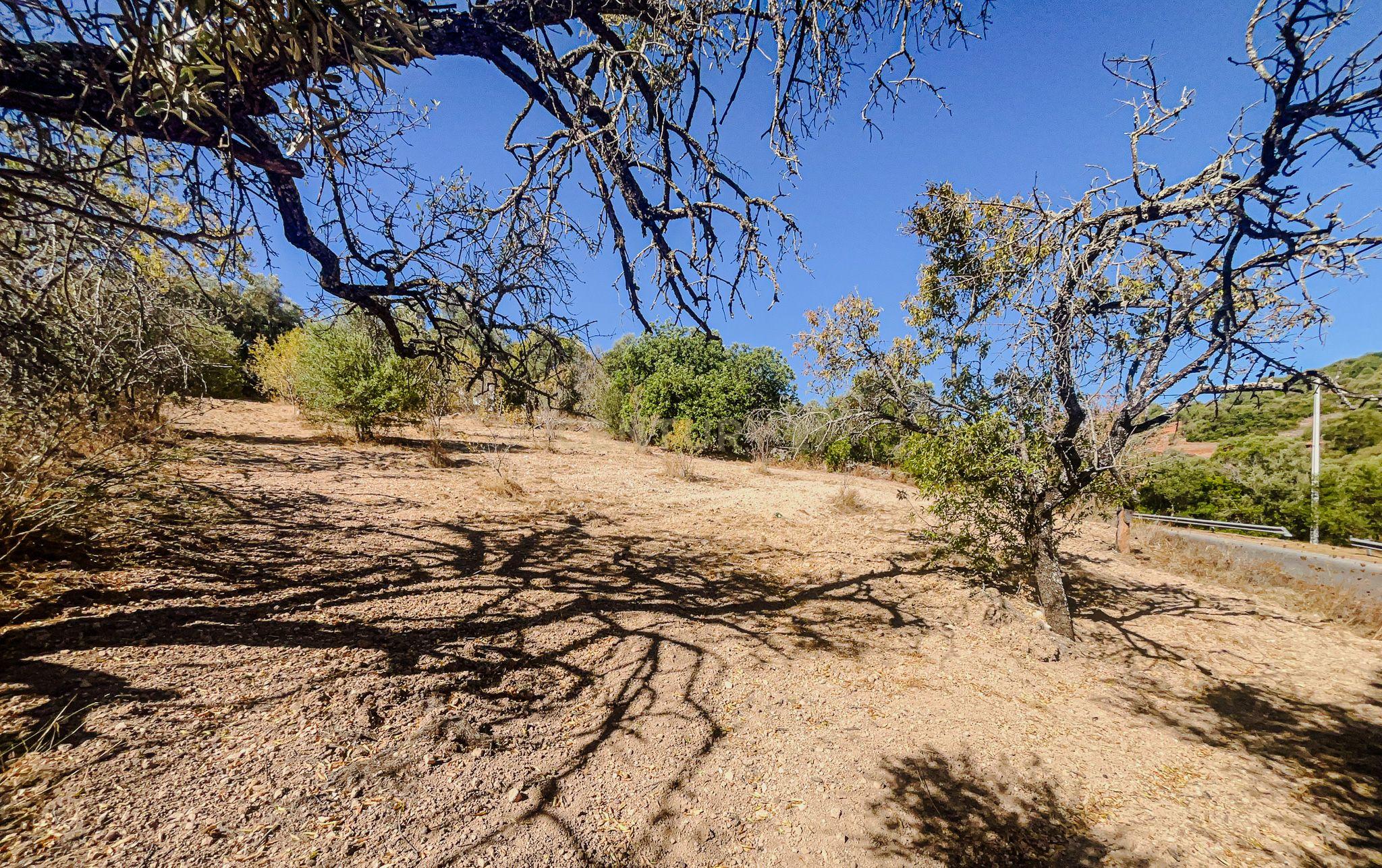Fotografia 7 de Terreno com alfarrobeiras e bons acessos perto de Paderne