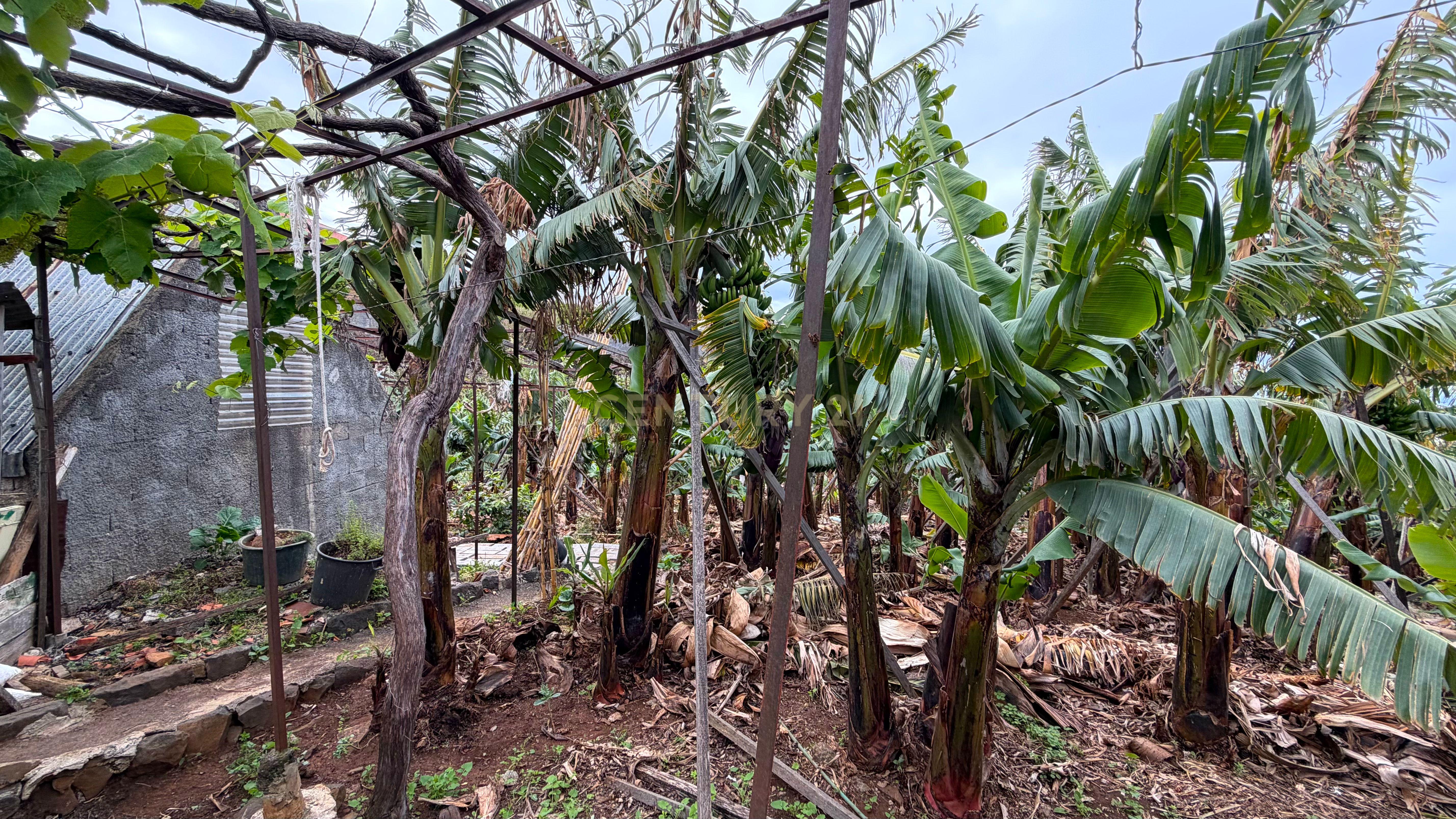 Fotografia 12 de Moradia com terreno de 2000 m² em Ponta do Sol