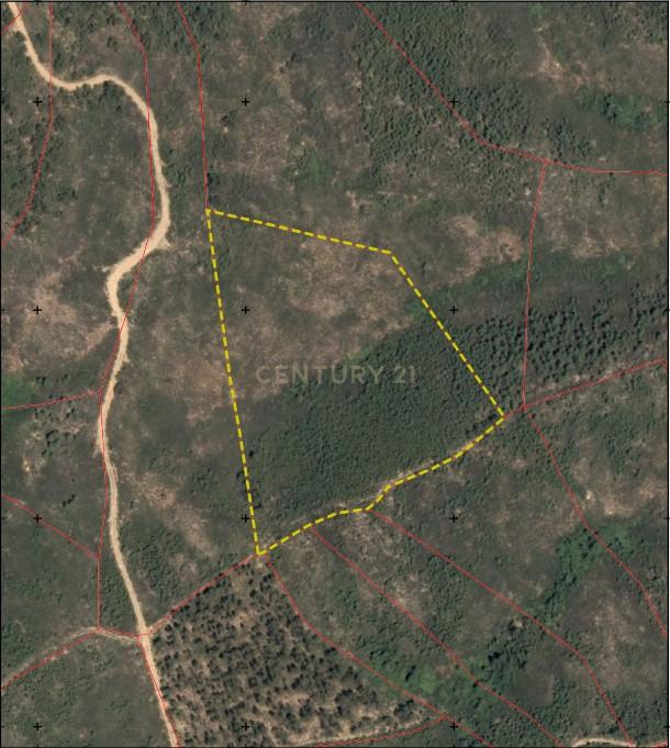 Terreno com 1,3 ha Vale da Pereira-Santo André das Tojeiras - Image 9