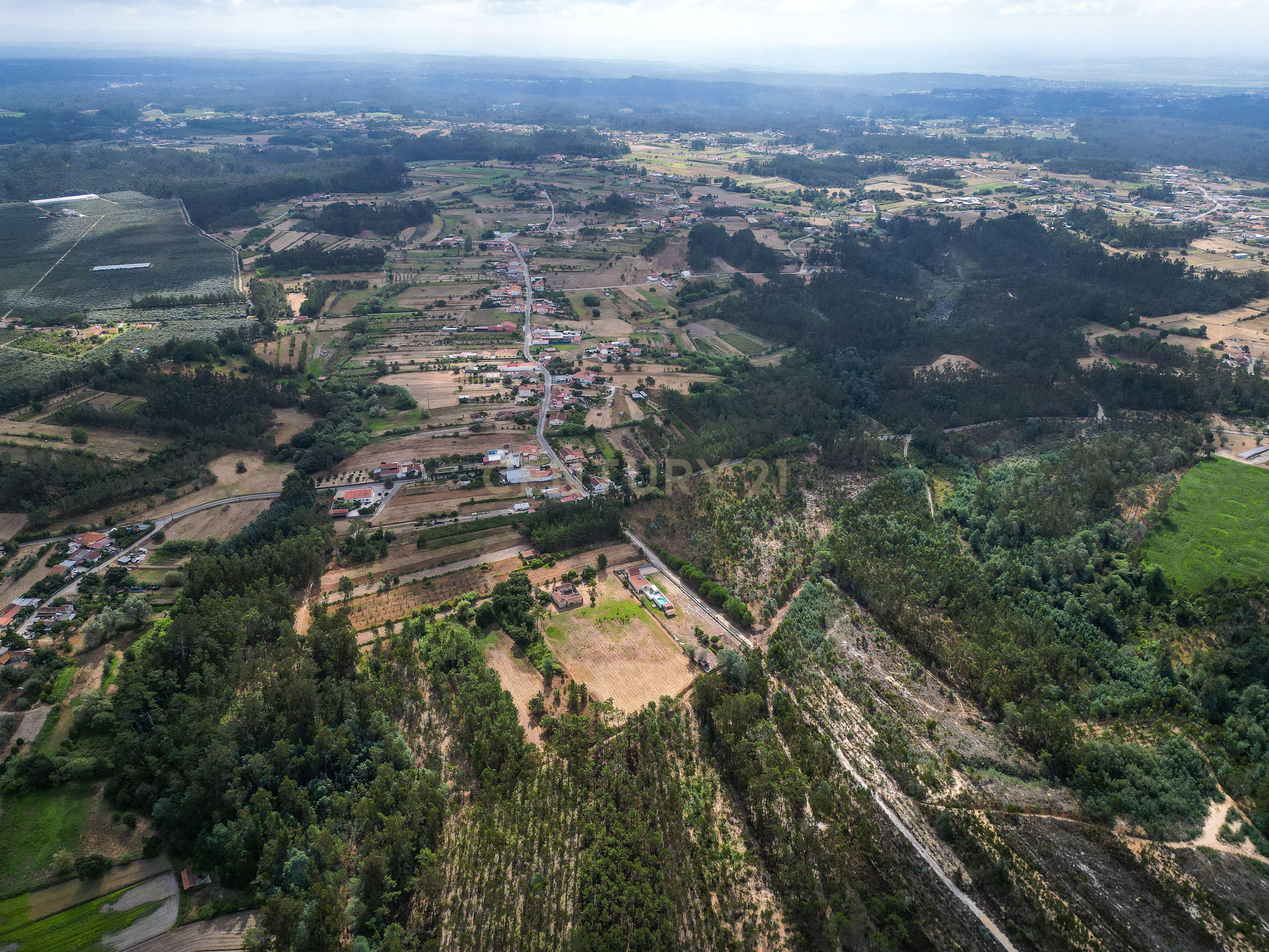 Fotografia 10 de Pinhal com 1.425 m² em Brejal – Cabeça Alta, Seixo de Gatões, Montemor-o-Velho