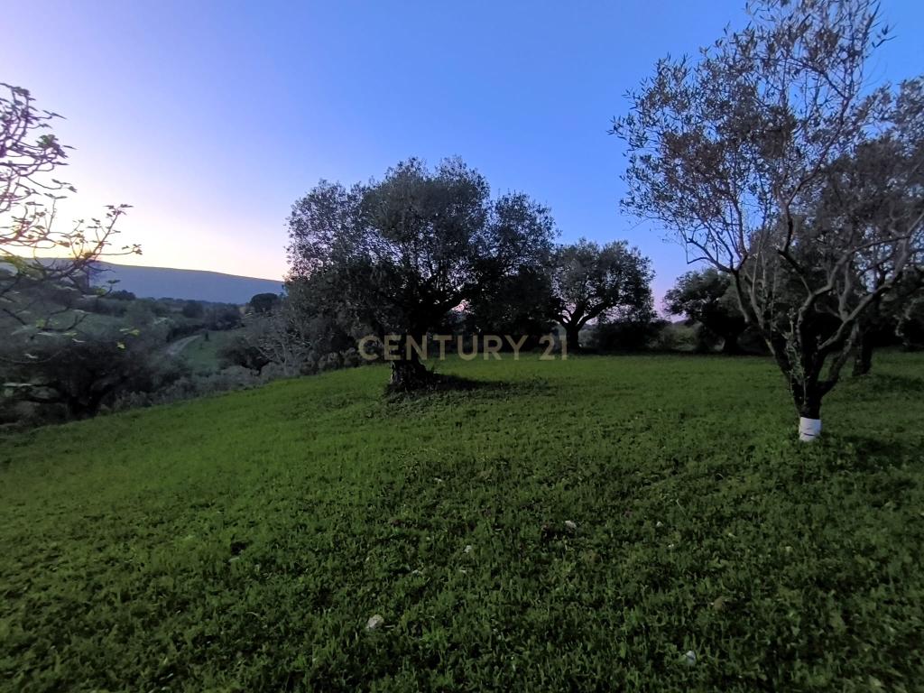 Olival para Venda – Pedrógão, Torres Novas - Image 5