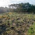 TERRENO INDISTRIAL - MACEIRA - Image 6