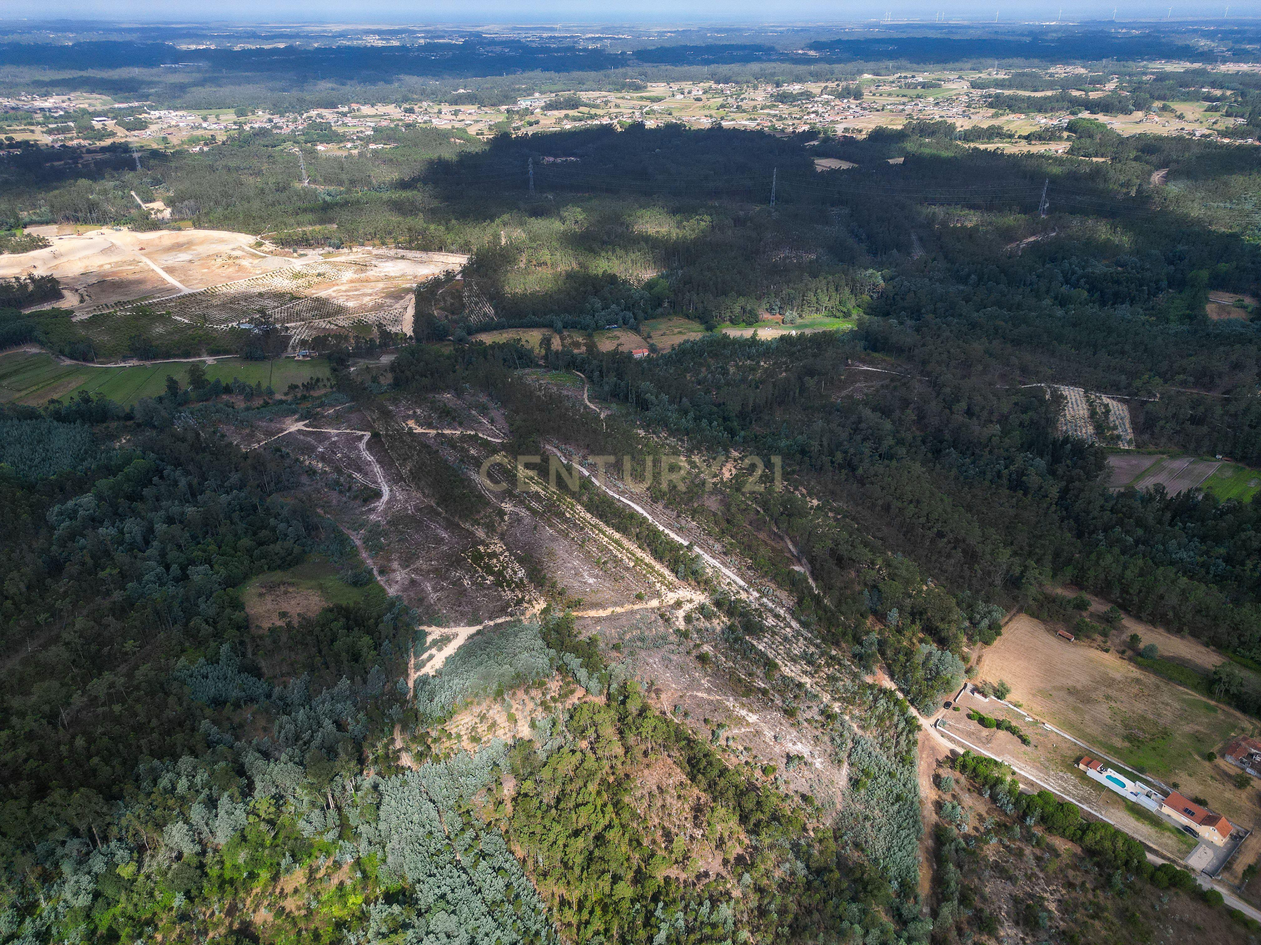 Fotografia 9 de Pinhal com 1.425 m² em Brejal – Cabeça Alta, Seixo de Gatões, Montemor-o-Velho