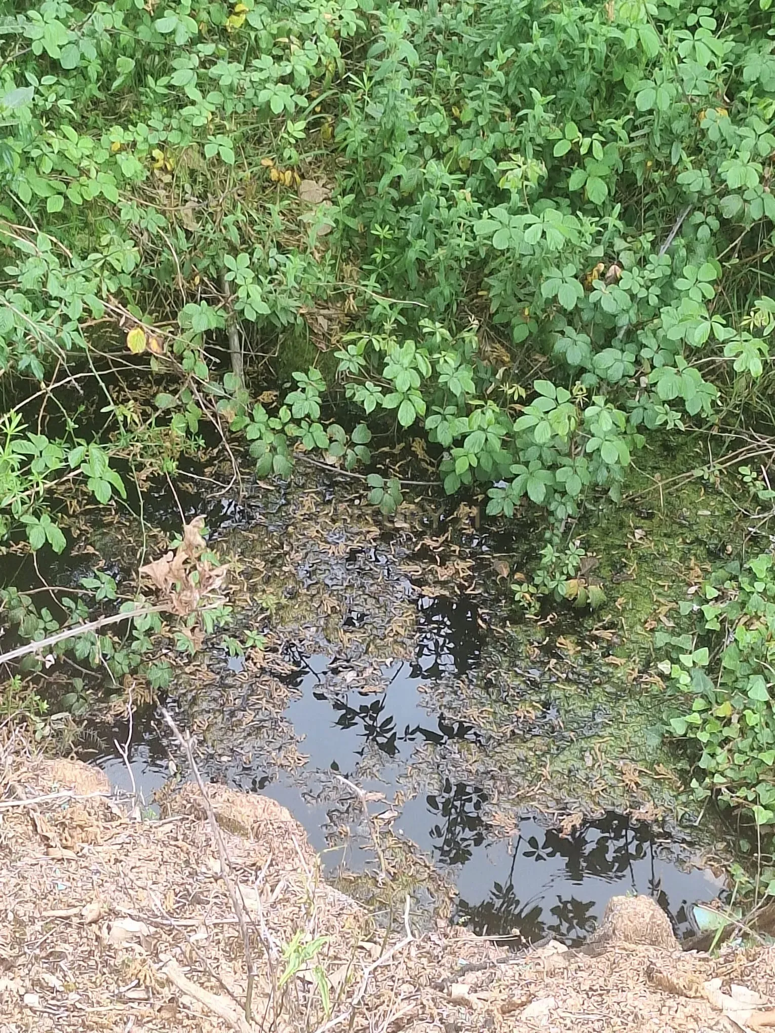 Fotografia 11 de Terreno entre Caldas da Rainha e Benedita e próximo da freguesia de Santa Catarina