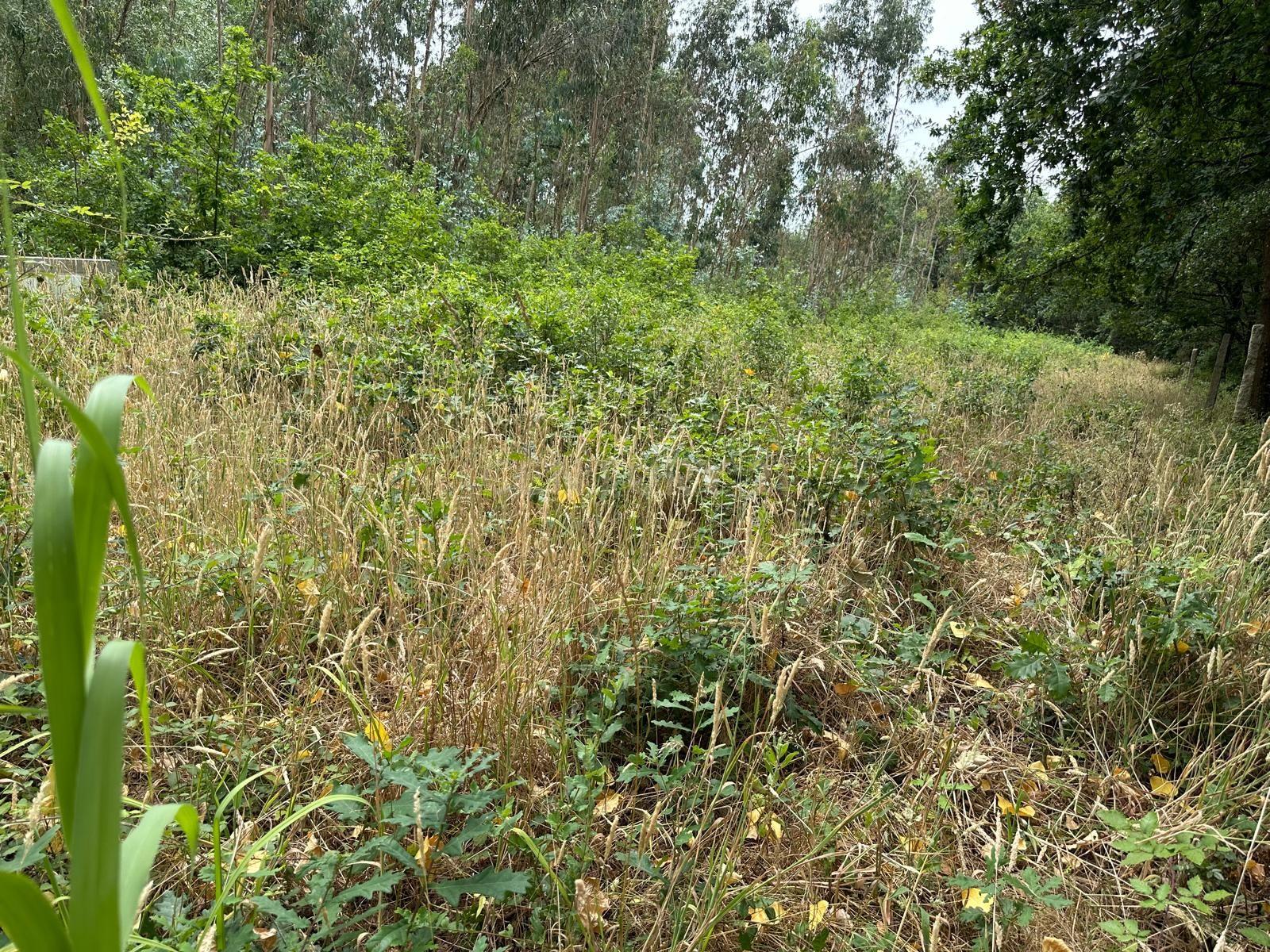 Fotografia 12 de Terreno Urbano com Projeto de Construção Aprovado em Barrô, Águeda - 1018m² para Construção
