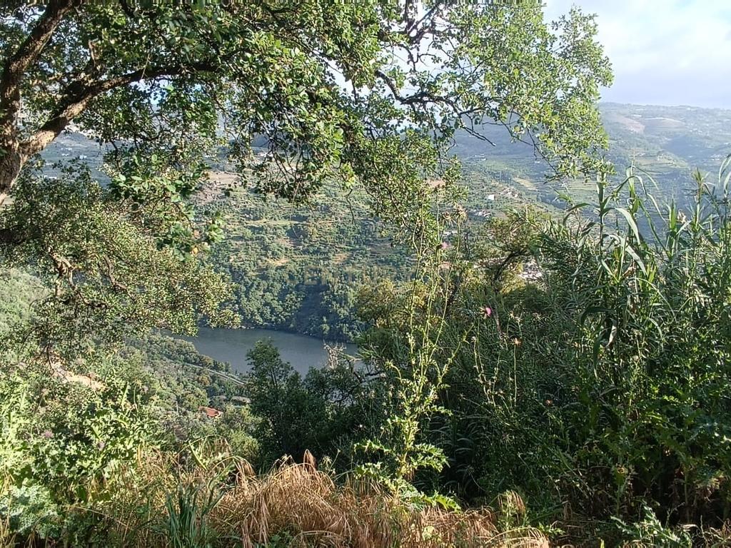 Terreno florestal com vista para a praia fluvial de Porto de Rei em Barqueiros, Mesão Frio às portas do Douro - Image 28