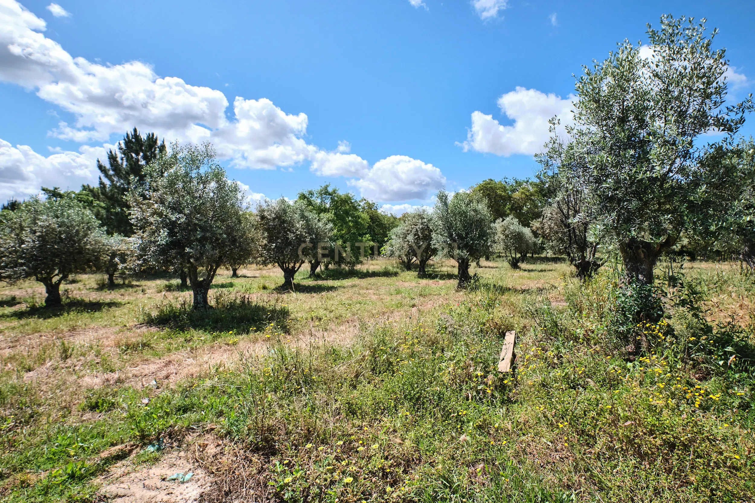 Viva o autêntico Alentejo – Seu refúgio em Ermidas do Sado - Cova do Gato espera por si - Image 13