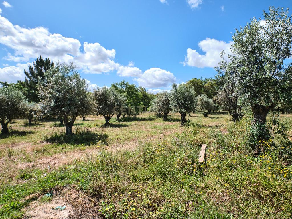 Viva o autêntico Alentejo – Seu refúgio em Ermidas do Sado - Cova do Gato espera por si - Image 13