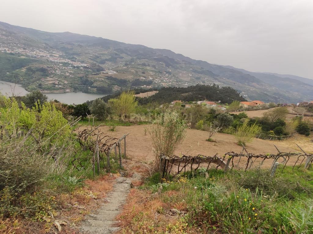 Terreno com casinha e vista para o rio Douro, em S. Tomé de Covelas, Baião para projeto agrícola - Image 13
