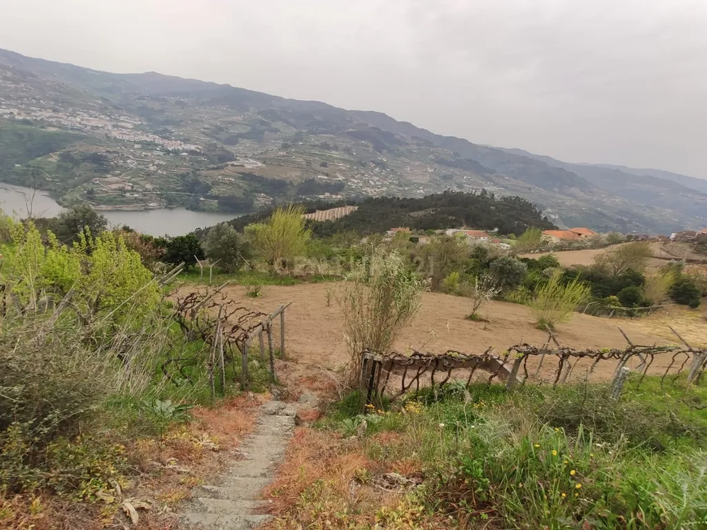 Terreno com casinha e vista para o rio Douro, em S. Tomé de Covelas, Baião para projeto agrícola - Image 13
