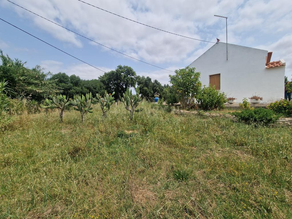 Monte/Terreno em Santiago do Cacém, com Vista Campestre e Árvores Frutíferas - Image 10