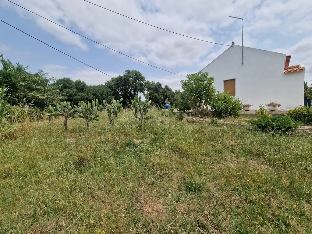 Monte/Terreno em Santiago do Cacém, com Vista Campestre e Árvores Frutíferas - Image 10