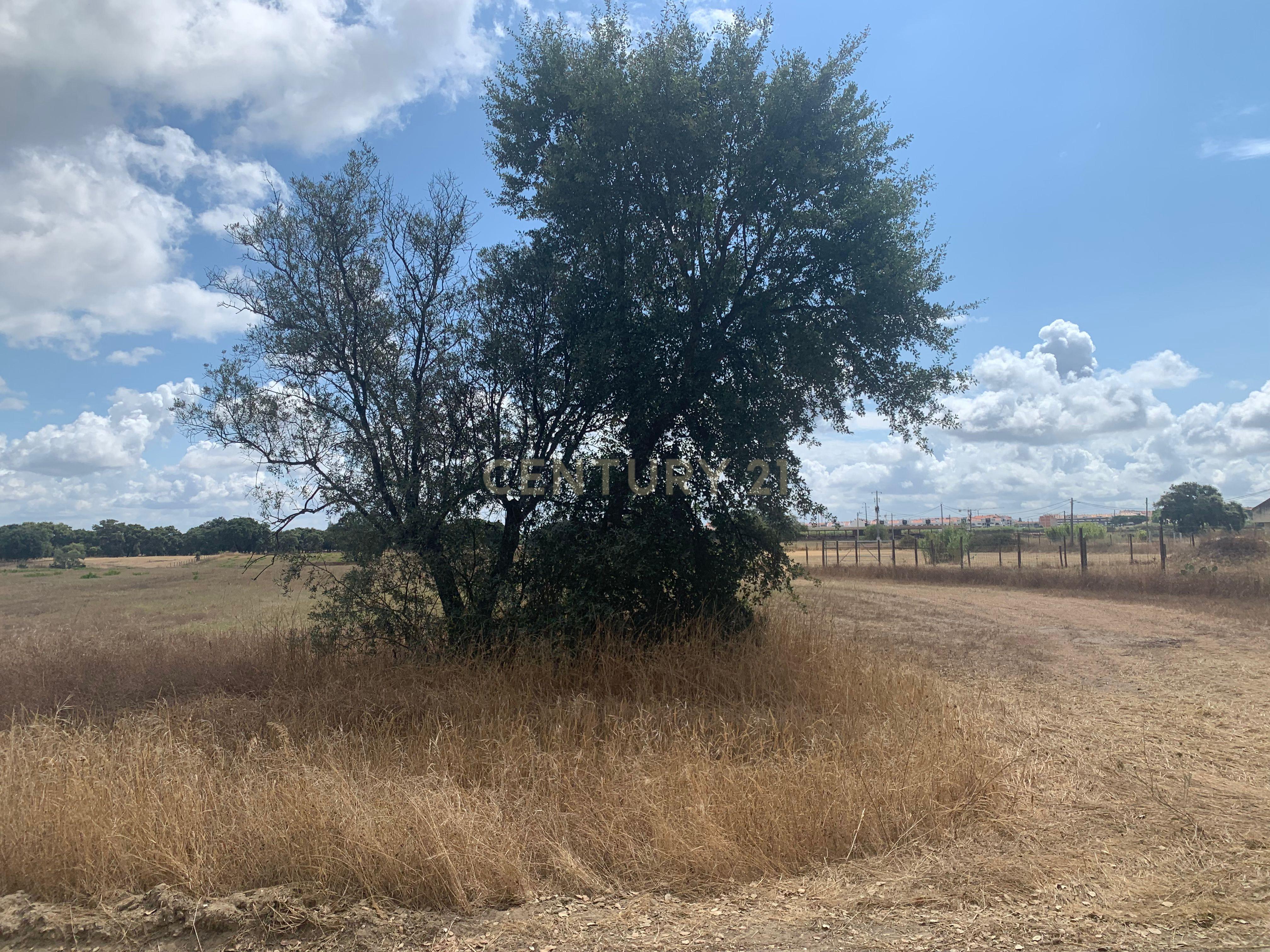Fotografia 6 de Vende-se Imperdível Quinta no Pinhal Novo