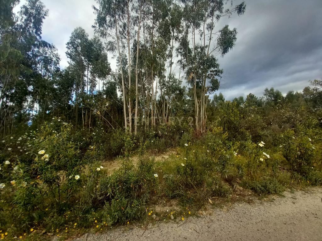 Terreno Panorâmico em Sarnadas de Ródão, Castelo Branco - Image 7