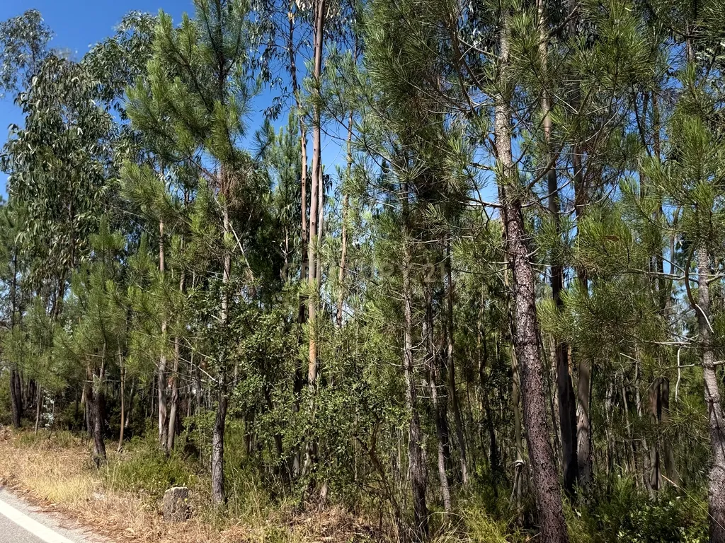 Terreno Urbano em Almalaguês, Coimbra - Image 7