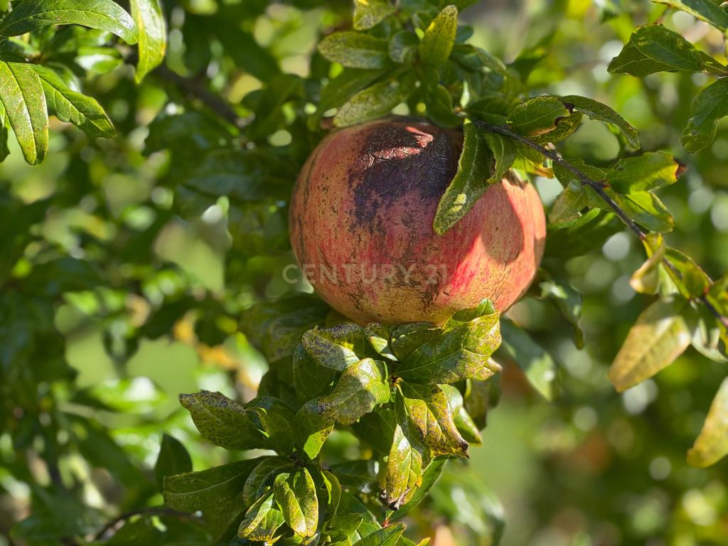 Quinta com possibilidade de investimento - Image 8