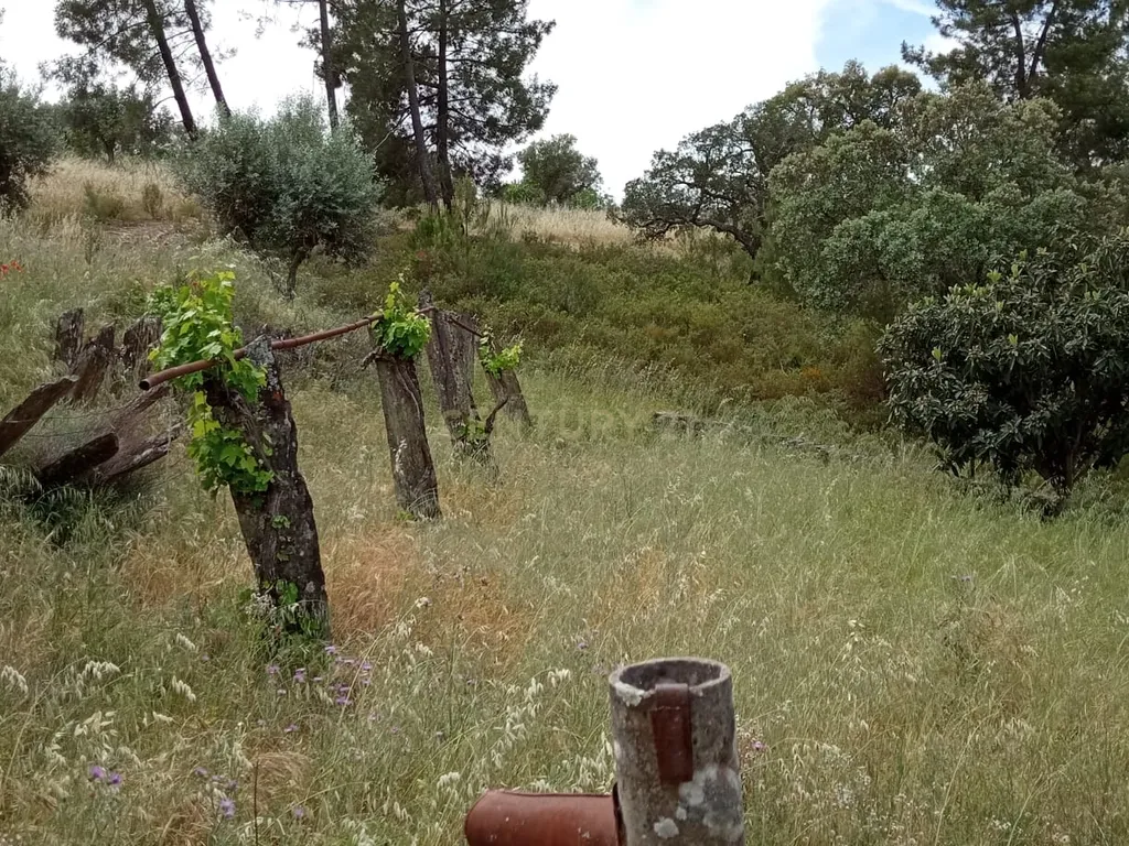Terreno 8500m2, Lentiscais, Castelo Branco - Image 20