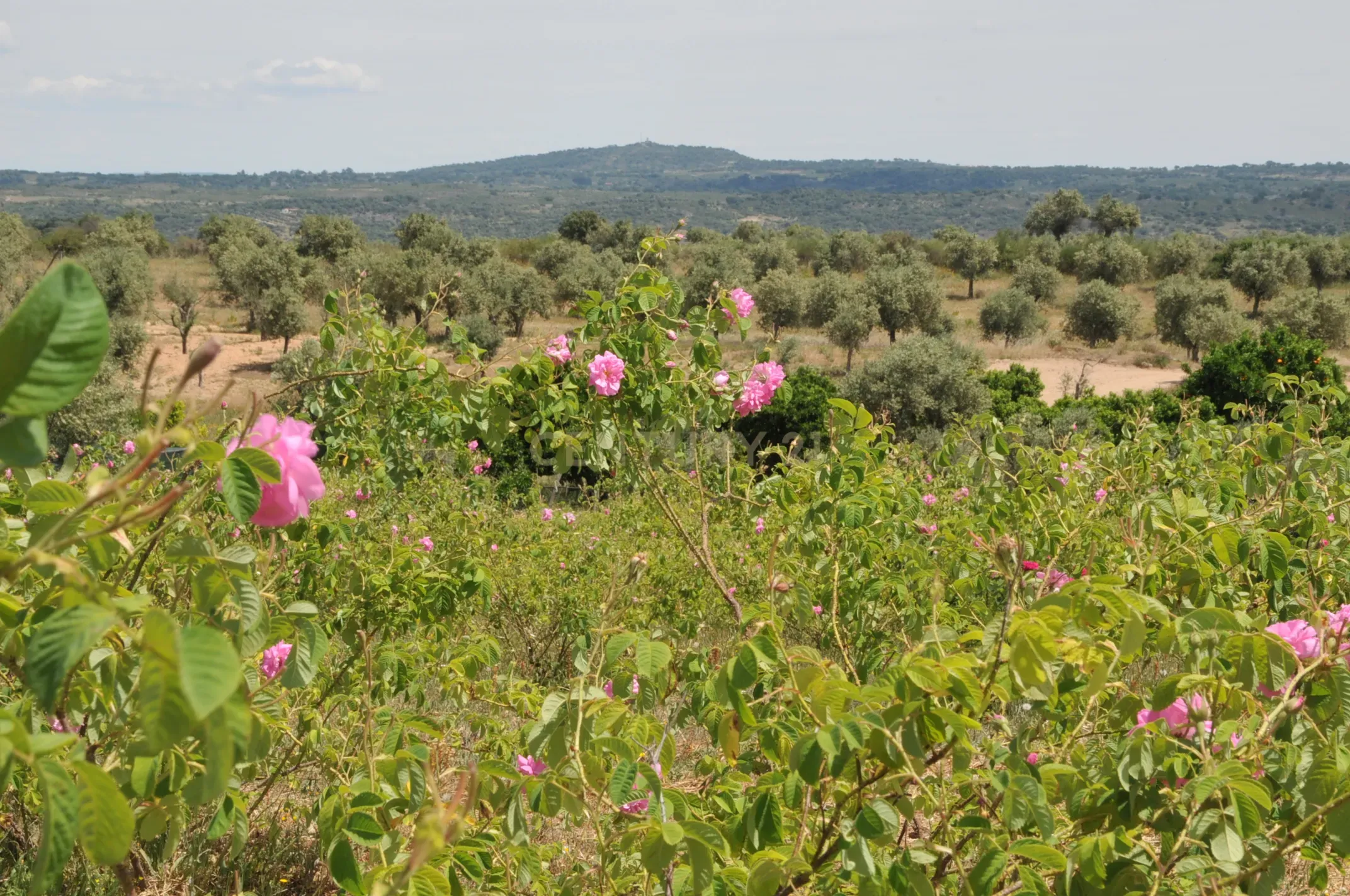 Fotografia 6 de Oportunidade Única: Quinta de 16 Hectares com produção de plantas aromáticas, 2 Ha de rosas DAMASCENA, destilação de óleos essenciais  e actividade e-commerce
