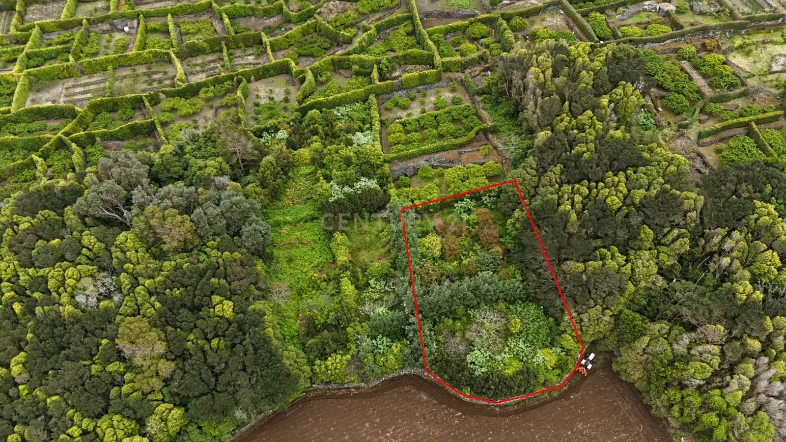Fotografia 10 de Pomar localizado na zona dos Biscoitos, Ilha Terceira, com características ideais para utilização agrícola.