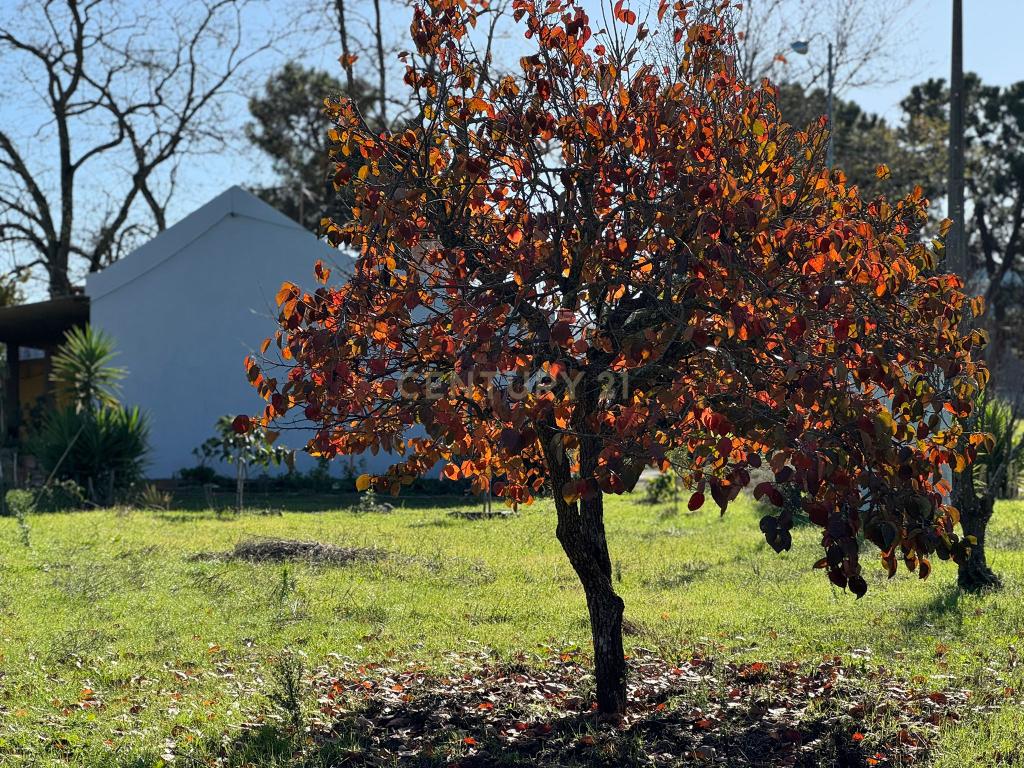 Quinta com possibilidade de investimento - Image 9