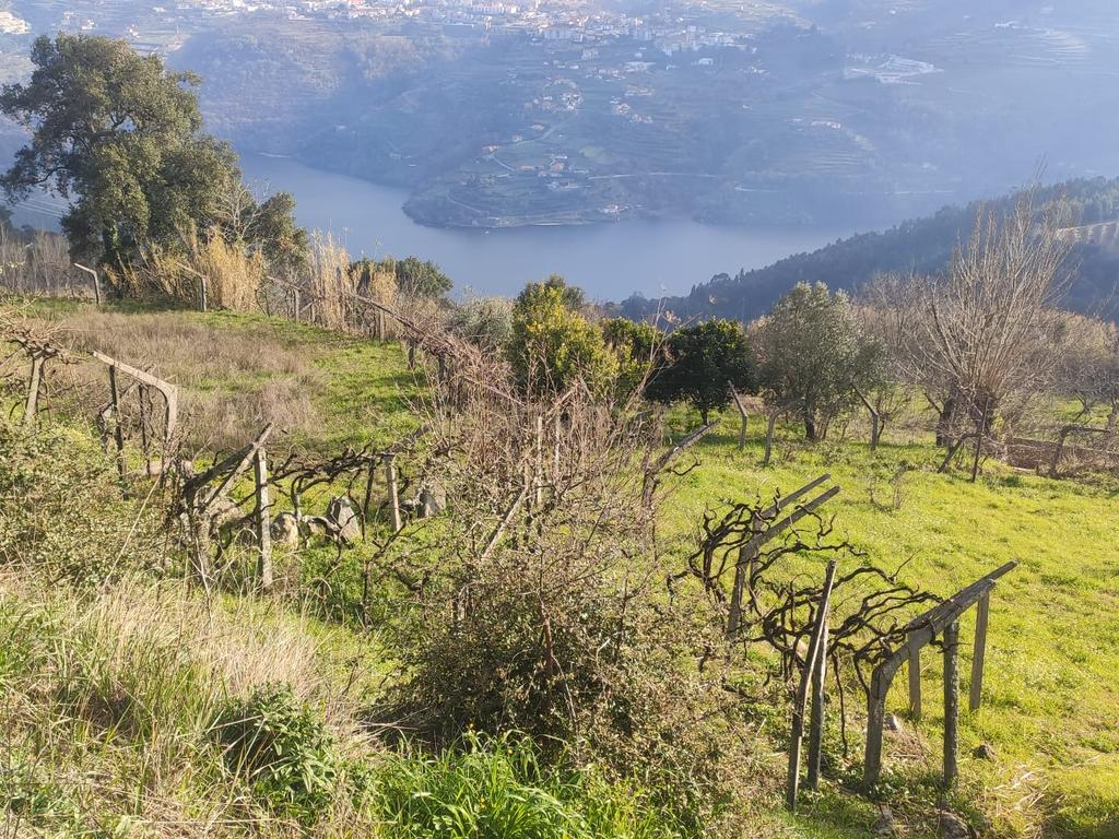 Terreno com casinha e vista para o rio Douro, em S. Tomé de Covelas, Baião para projeto agrícola - Image 70
