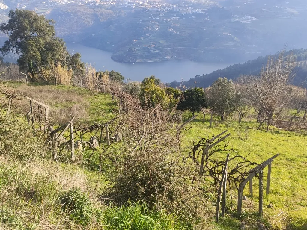 Terreno com casinha e vista para o rio Douro, em S. Tomé de Covelas, Baião para projeto agrícola - Image 70
