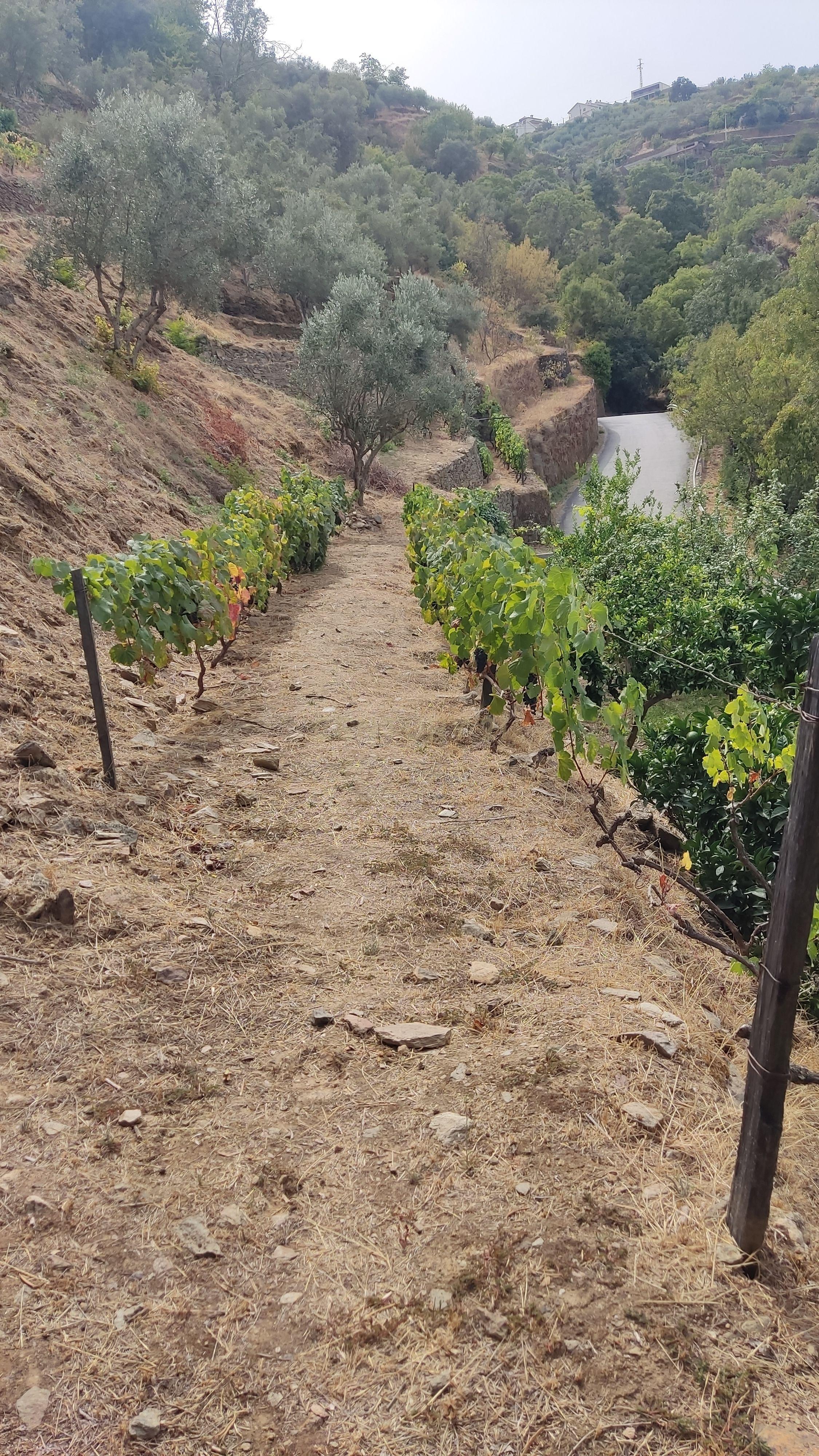 Fotografia 5 de Terreno em Tabuaço, Viseu - 18600m²