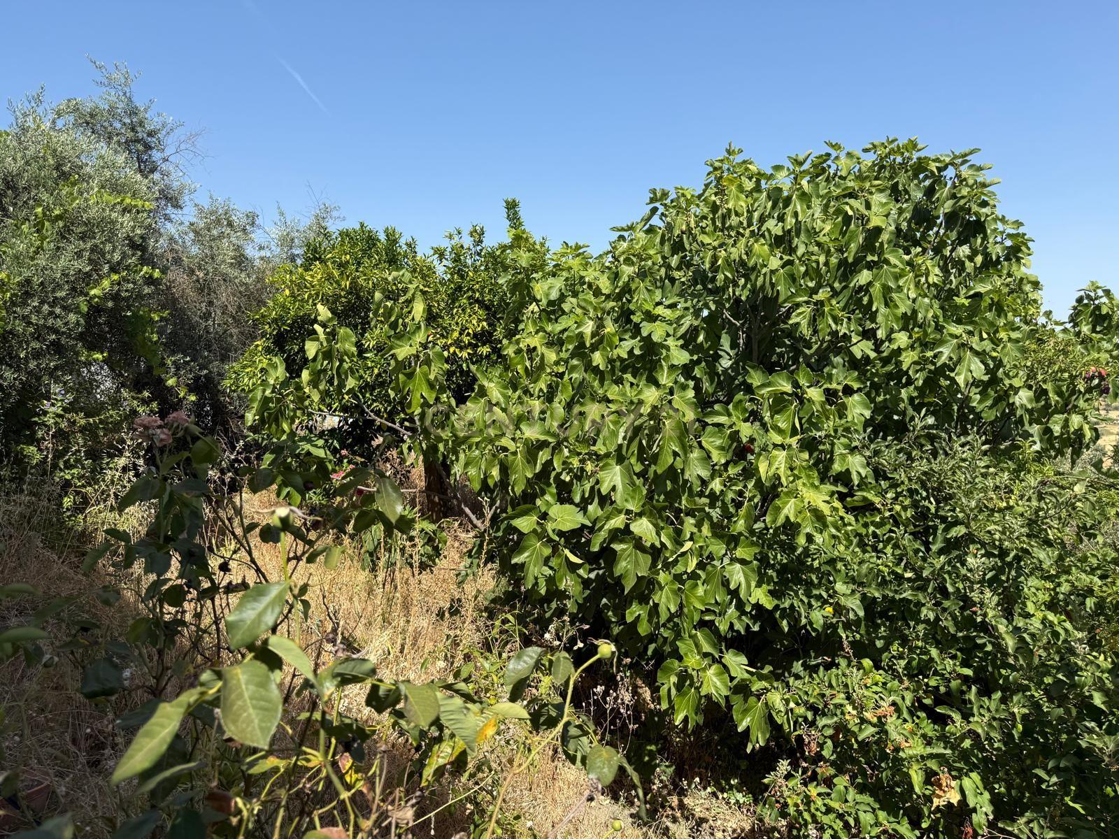 Moradia T3 à venda em Seda, Alter do Chão — foto 36