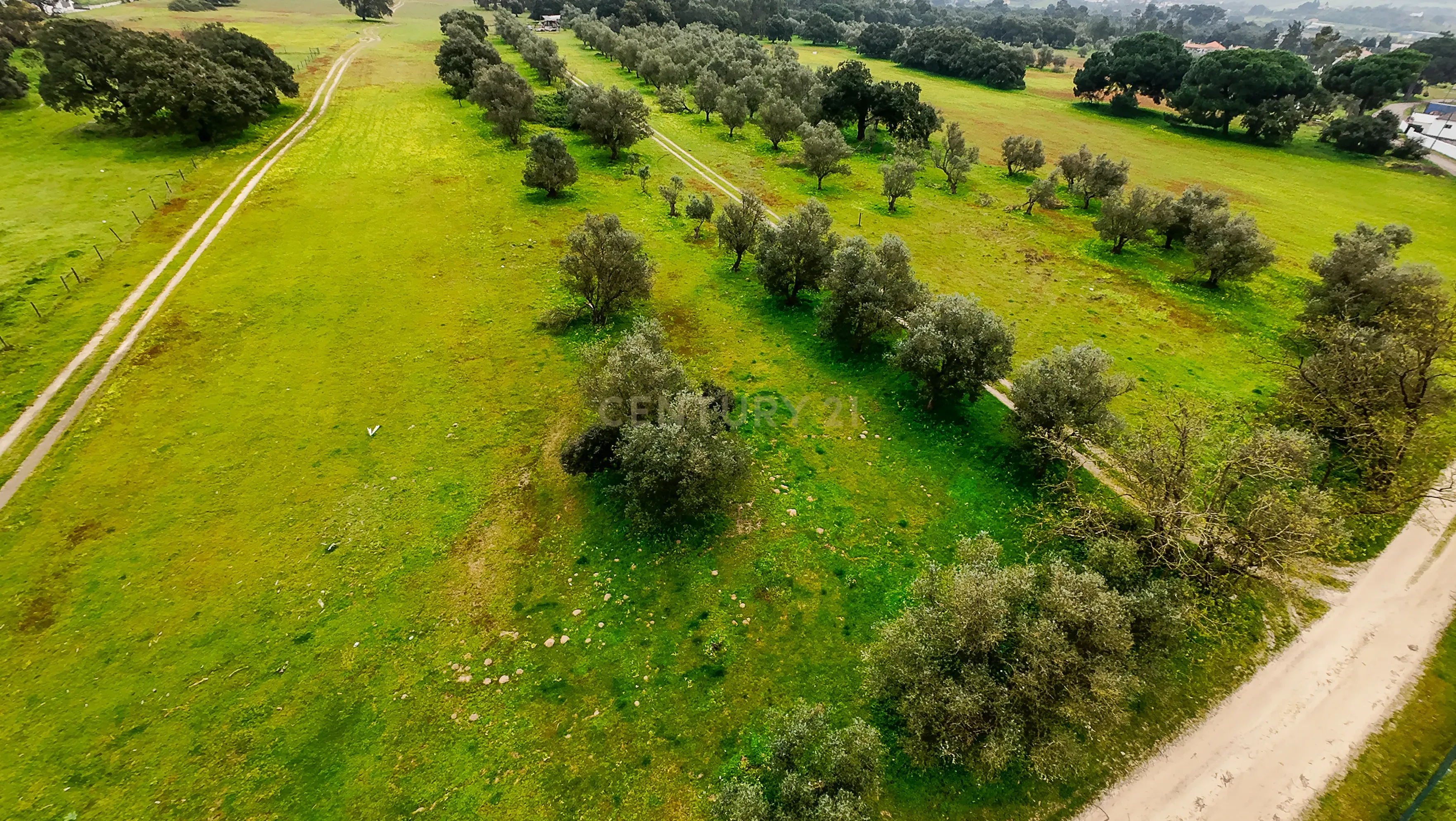 Fotografia 7 de Quinta do Anjo - Terreno Rústico com 10 000m2